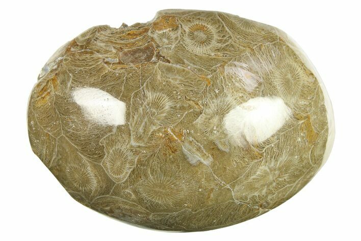 Polished Fossil Coral (Actinocyathus) Head - Morocco #276775